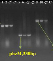 Jundishapur J Microbiol